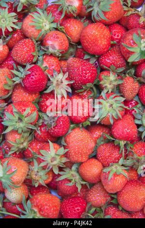 Englisch frisch gepflückte Erdbeeren. Stockfoto