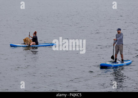 Russland, Wladiwostok, 26.05.2018. Menschen auf SUP Boards schwimmen im Meer. Großer Hund auf einer SUP Boards. SUP-boarding ist beliebte Art von Surfen Sport Stockfoto