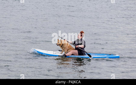 Russland, Wladiwostok, 26.05.2018. Eine Frau und großer Hund auf dem SUP Board im Meer schwimmen. SUP-boarding ist beliebte Art von Surfen Sport. Sport und Hobby. Stockfoto