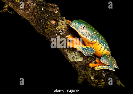 Gefranste Blätter Frosch Stockfoto