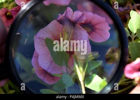 Rosa Petunien unter einem Glas Vergrößern Stockfoto