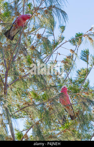 Paar bunten Papageien Galah draußen auf einem Ast des Baumes in den Morgen. Australian Pink und Grau Kakadu Stockfoto