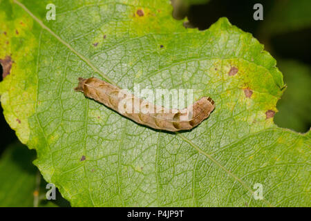 Dot-Falter-Raupe Stockfoto