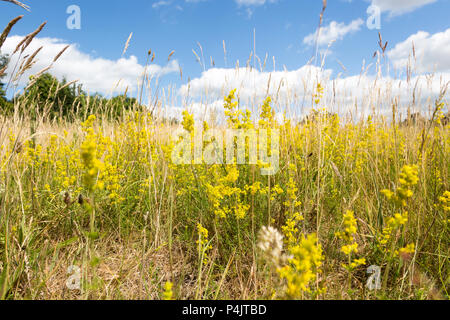 Lady's bedstraw, Galium verum, gelbe Blumen im Sommer in Sutton, Suffolk, England, UK wachsende Stockfoto