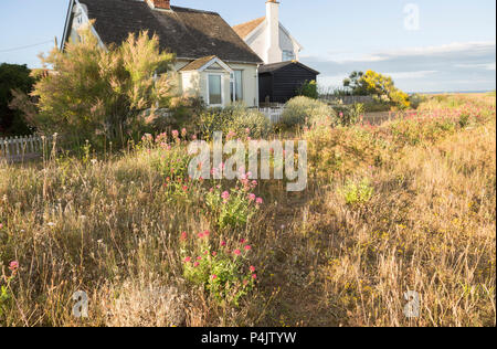 Häuser neben dem Strand Sommer Wildblumen auf der SSSI in Shingle Street, Hollesley, Suffolk, England, Großbritannien Stockfoto