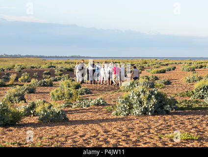 Tour Gruppe erkunden Strand am Shingle Street, Hollesley, Suffolk, England, Großbritannien Stockfoto