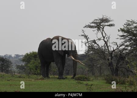 Große einsame Afrikanischen Bull Elephant wundern sich über die OLARE Motorogi Conservancy, Masai Mara, Kenia. Große intakte Stoßzähne. Gattung Loxodonta Stockfoto