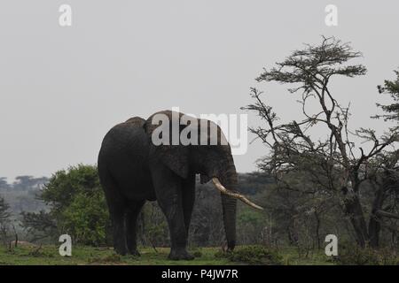 Große einsame Afrikanischen Bull Elephant wundern sich über die OLARE Motorogi Conservancy, Masai Mara, Kenia. Große intakte Stoßzähne. Gattung Loxodonta Stockfoto