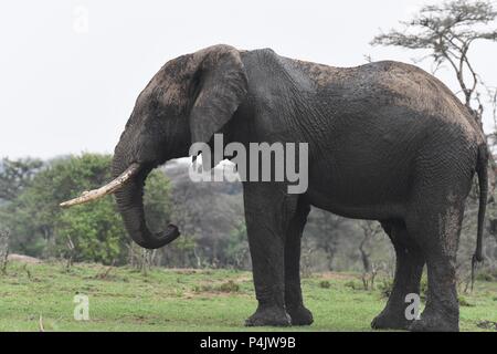 Große einsame Afrikanischen Bull Elephant wundern sich über die OLARE Motorogi Conservancy, Masai Mara, Kenia. Große intakte Stoßzähne. Gattung Loxodonta Stockfoto