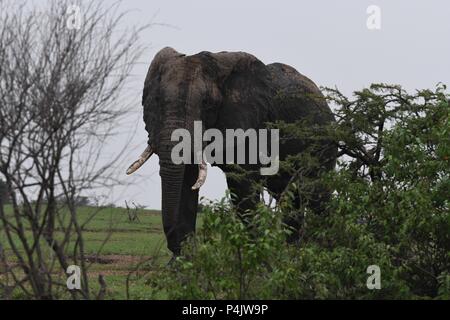 Große einsame Afrikanischen Bull Elephant wundern sich über die OLARE Motorogi Conservancy, Masai Mara, Kenia. Große intakte Stoßzähne. Gattung Loxodonta Stockfoto