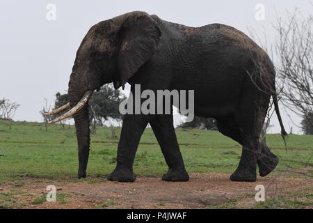 Große einsame Afrikanischen Bull Elephant wundern sich über die OLARE Motorogi Conservancy, Masai Mara, Kenia. Große intakte Stoßzähne. Gattung Loxodonta Stockfoto