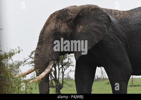 Große einsame Afrikanischen Bull Elephant wundern sich über die OLARE Motorogi Conservancy, Masai Mara, Kenia. Große intakte Stoßzähne. Gattung Loxodonta Stockfoto