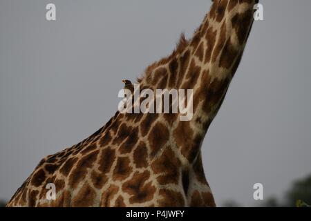 Die maasai Giraffe (Giraffa Camelopardalis tippelskirchii), auch genannt Kilimanjaro Giraffe. Bild in das Tal bei Mahali Mzuri, Maasai Mara. Stockfoto