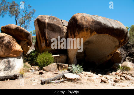 Hippo Gähnen - Hyden - Australien Stockfoto