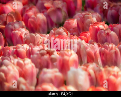 HINTERGRUND - Massenanzeige rosafarbener Tulpen zur Verwendung als Hintergrund Stockfoto