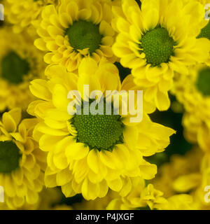 Nahaufnahme der Blumen von Chrysanthemum 'Aviso' in einem Garten Stockfoto