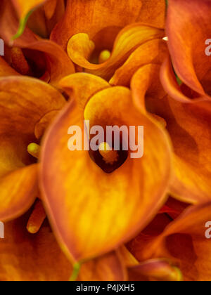 Nahaufnahme der Blumen von Zantedeschia 'Captain Trinity' (Calla Lilly) im Sommer Stockfoto