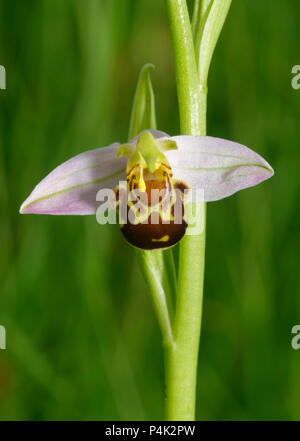 Bienen-ragwurz Ophrys Apifera - Nahaufnahme der einzelnen Blume Stockfoto