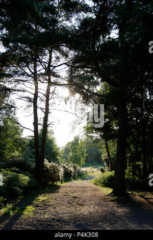 Sonnenbeschienene Weg durch silhouetted Bäume auf Ashdown Forest Stockfoto