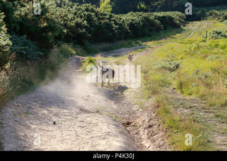 Hund zu Fuß in der Hitze von Ashdown Forest Stockfoto