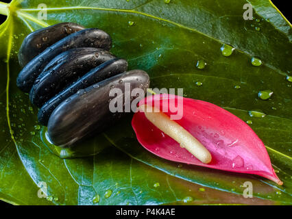 Immer noch Leben der Elemente der Natur bestehend aus Wasser, Blätter, Blumen und Steine Stockfoto