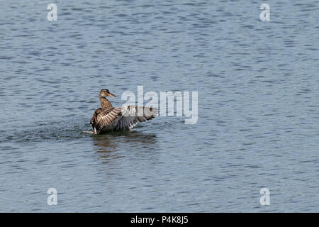 Weibliche Stockente Baden im See Wasser Stockfoto