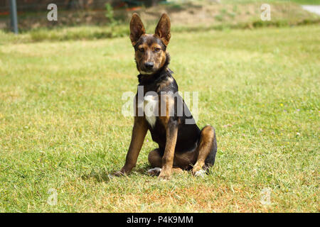 Ein Hund mit aufmerksamen , Augen und Ohren in das grüne Gras sitzen Stockfoto