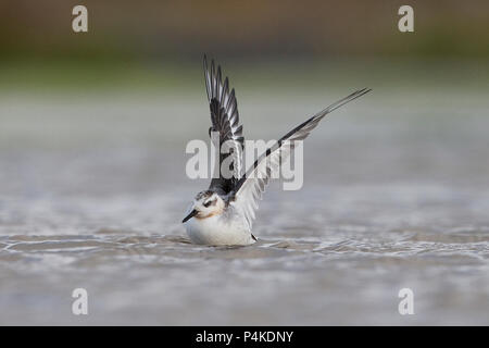 Grey Phalarope (Phalaropus fulicarius) Stockfoto