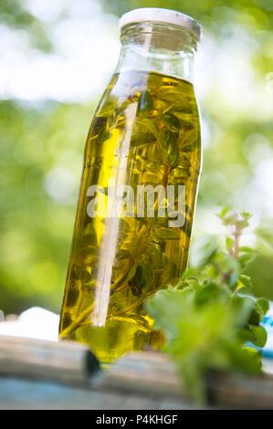 Hausgemachte Oregano Öl Stockfoto