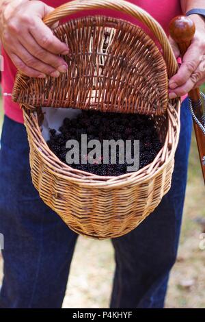 Ein Mann hält einen Korb mit frisch gepflückten Brombeeren Stockfoto