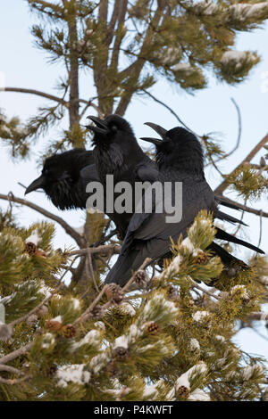 Gemeinsame Raven/Kolkraben (Corvus Corax) im Winter, in einem Nadelbaum Baum gehockt, laut rufen, zeigt das Umwerben verhalten, Interaktion, Yellowstone ein Stockfoto