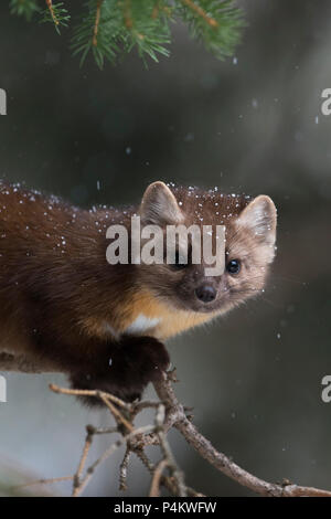 Marder/Baummarder/Fichtenmarder (Martes americana) im Winter, Nahaufnahme eines neugierigen jungen Tier klettern in einem Baum, Yellowstone NP, USA. Stockfoto