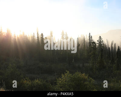 Misty tundra Wald im Norden Stockfoto