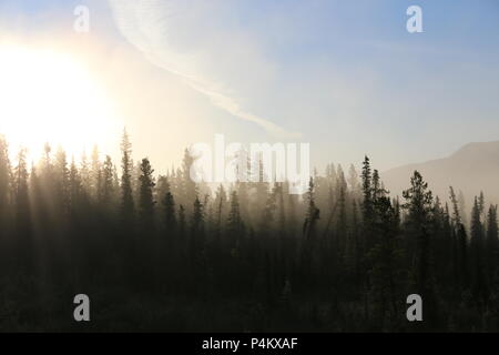 Misty tundra Wald im Norden Stockfoto