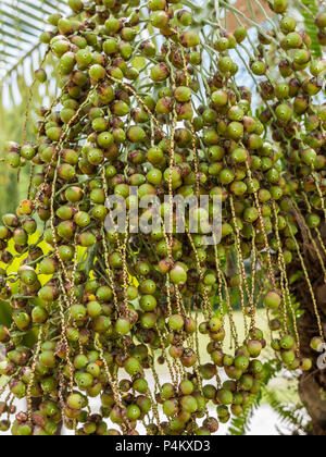 Frucht von einem Datum Palme in Florida. Stockfoto