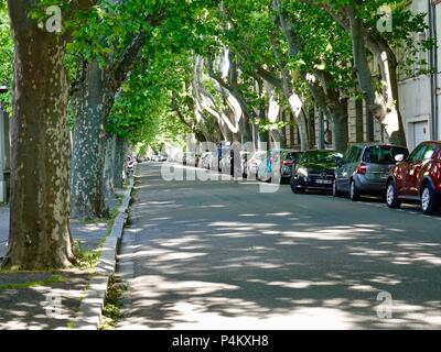 Radfahrer, Reiten schattig, mit Bäumen gesäumten Straße, Avignon, Frankreich. Stockfoto