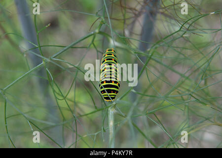 Schwalbenschwanz Schmetterling Raupe Stockfoto