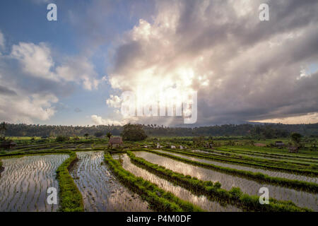 Reisfelder in einem Tal am Morgen Licht. Die Insel Bali Stockfoto