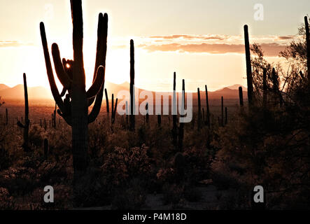 Saguaros bei Sonnenuntergang im Tucson Mountain Park, California, United States Stockfoto