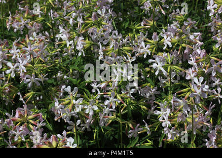 Gemeinsame soapwort, bouncing - Wette, Krähe Seife, soapweed, Saponaria officinalis Stockfoto