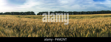 Weizen Roggen Feld mit blauen wolkenlosen Himmel. Reife Gerste auf dem Feld am späten Nachmittag, Sonnenuntergang Hintergrundbeleuchtung, mit flauschigen weissen Wolken. Wundervolle imag Stockfoto
