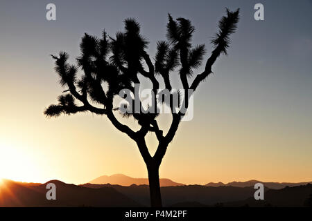 Sonnenuntergang über der Joshua Tree National Park, Kalifornien, USA Stockfoto
