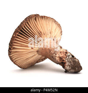 Psathyrella nigricans, allgemein bekannt als die Schwärzung brittlegill Stockfoto