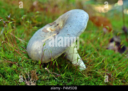 Psathyrella araucana Pilz, allgemein bekannt als die fettigen Grün brittlegill Stockfoto