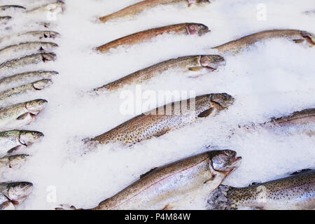 Frischer Fisch auf Eis. Eisigen Schneeflocken. Stockfoto