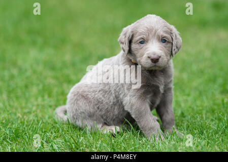 Langhaar Weimaraner, Welpe, Weimaraner Langhaar, sitzen im Gras Stockfoto