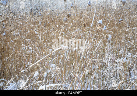 Nahaufnahme einer Menge gelb Schilf, mit einer Schicht von Schnee bedeckt. Das sumpfige Gelände im Winter. Stockfoto