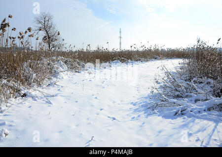 Schneebedeckten wilden Sumpf mit viel Gelb Schilf, mit einer Schicht von Schnee bedeckt. Winterlandschaft in Marschland. Stockfoto