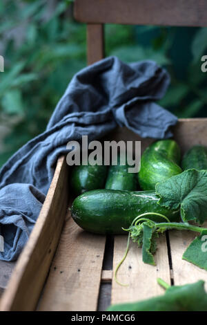 Frisch geernteten Gurken (cucumis Sativus) mit Blättern in einer Holzkiste Stockfoto