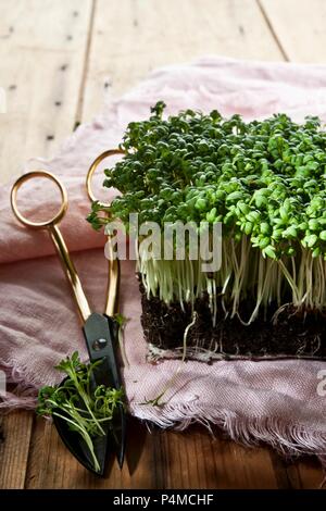 Frische Kresse auf einem Leinentuch mit Kraut Schere Stockfoto